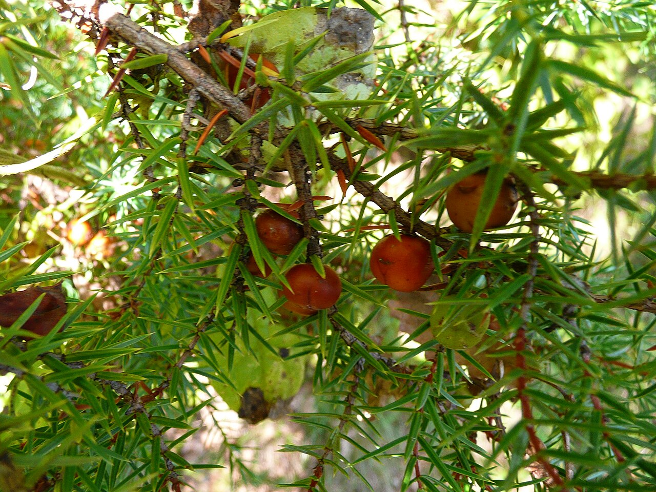 Juniperus deltoides: Juniperus deltoides foliage and cones. Piantabete, Marche, eastern Italy.