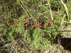 Juniperus deltoides (Juniperus deltoides)