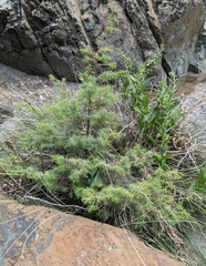 Juniperus deltoides (Juniperus deltoides)
