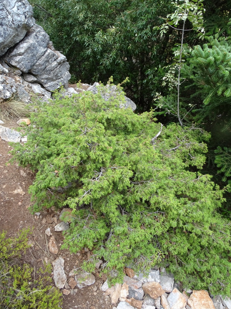 Juniperus deltoides (Juniperus deltoides)
