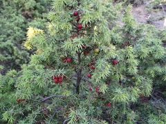Juniperus deltoides (Juniperus deltoides)