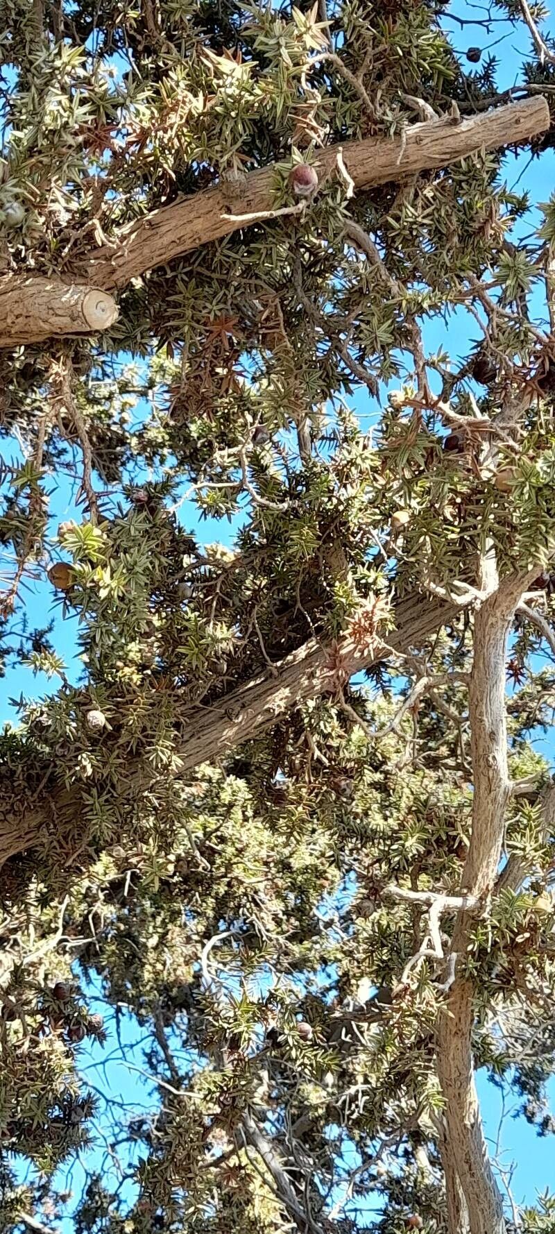 Syrian juniper (Juniperus drupacea)