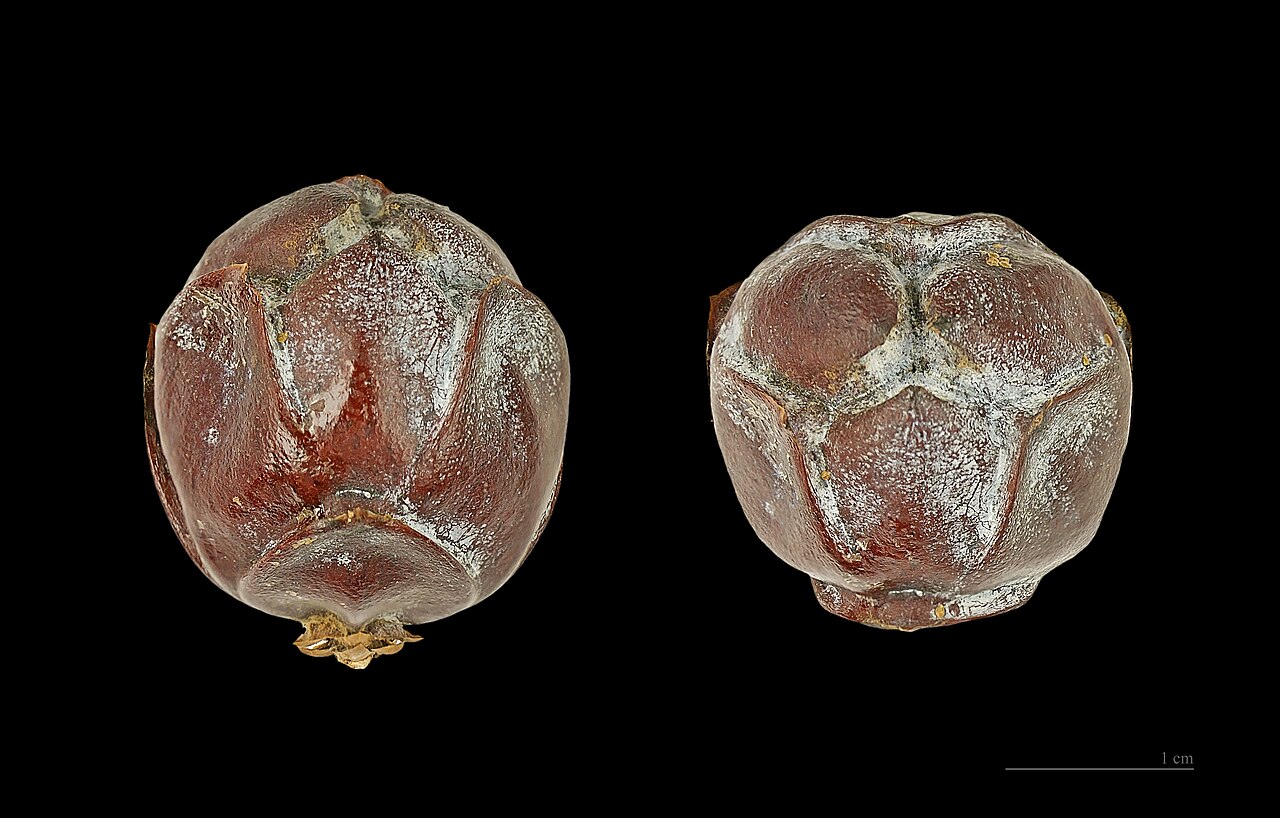 Syrian juniper: Cone of Syrian Juniper . Two views of same specimen.