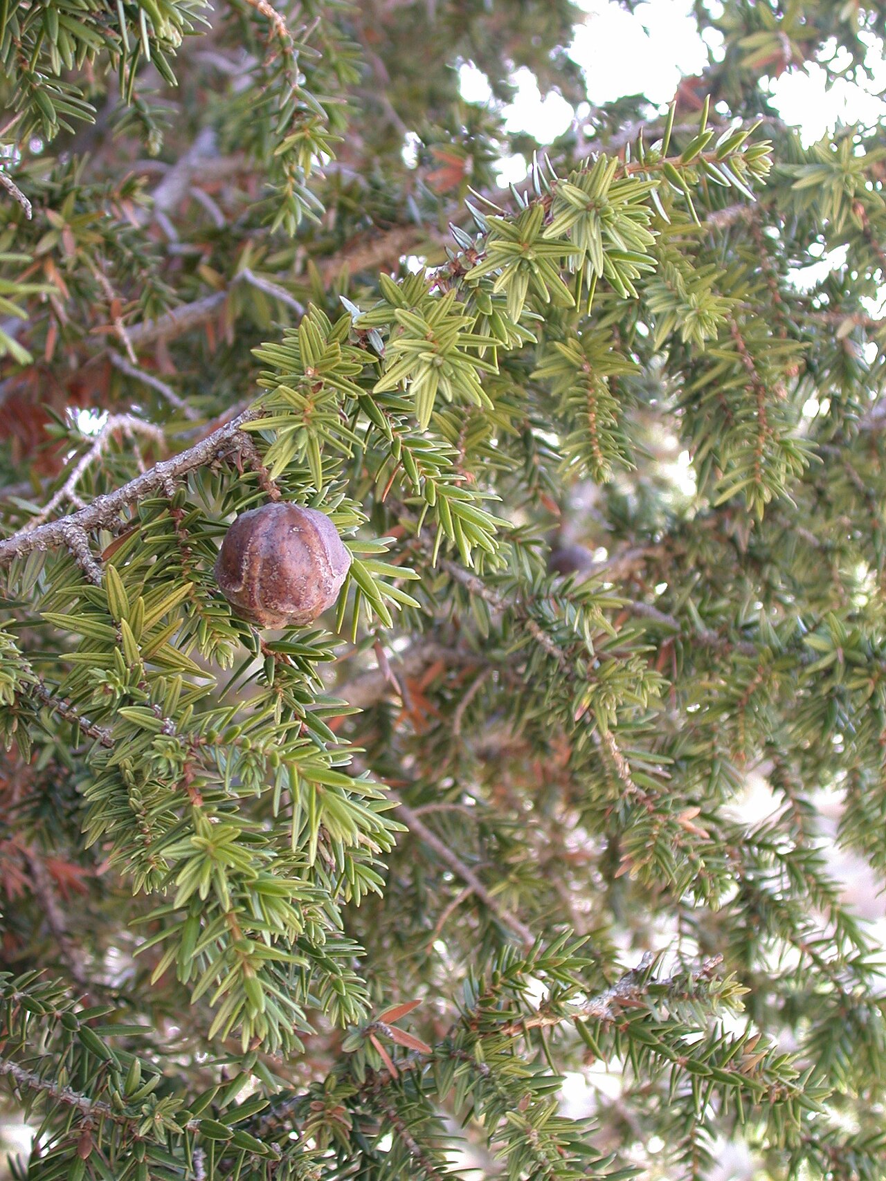 Syrian juniper: Juniperus drupacea Labill., Mount Hermon, Israel/Syria, March 30, 2006.