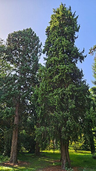 Syrian juniper: Arceuthos drupacea