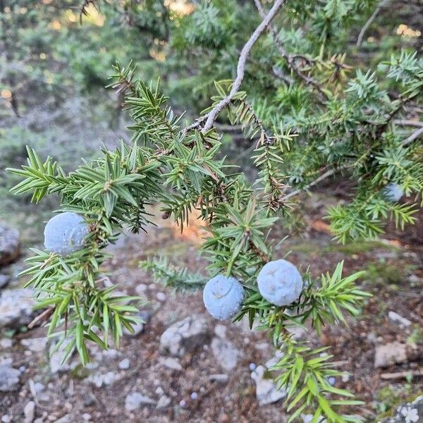 Syrian juniper (Juniperus drupacea)