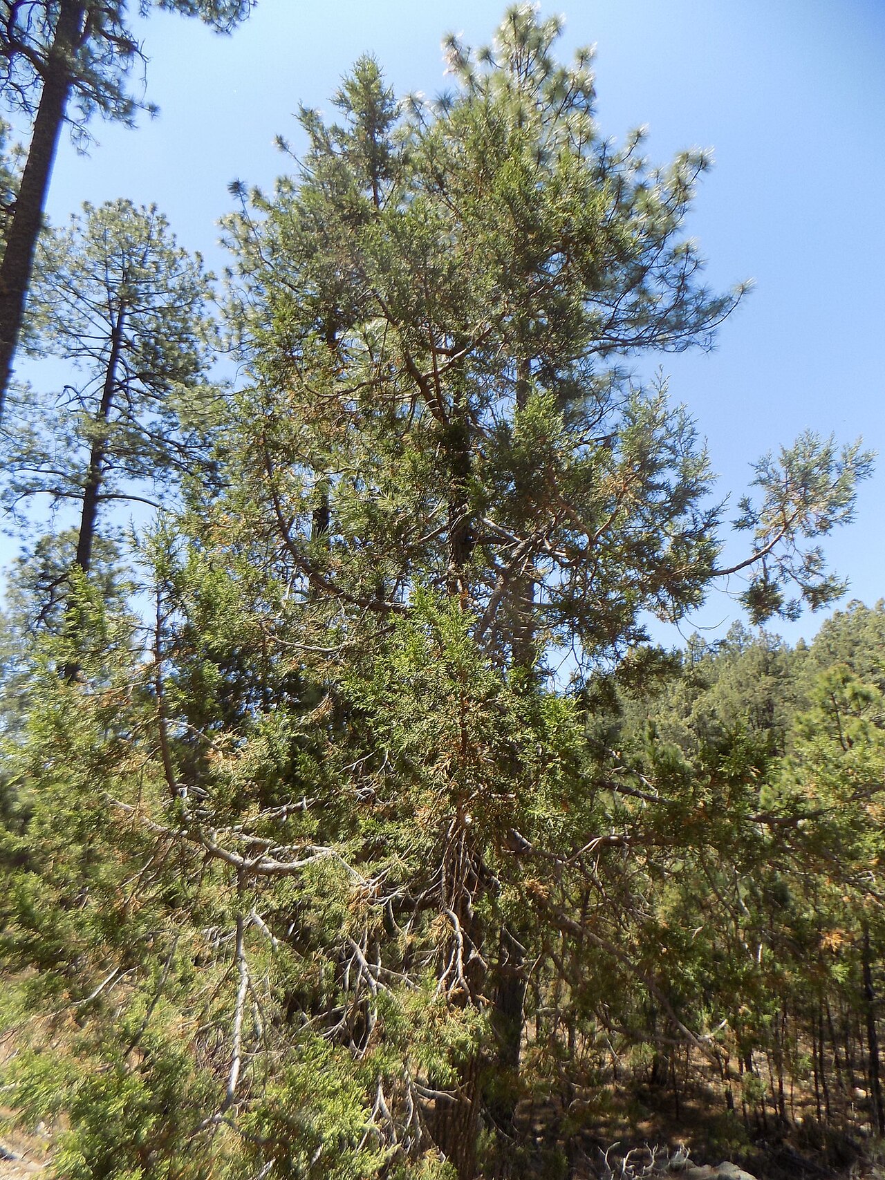 Durango juniper (Juniperus durangensis)