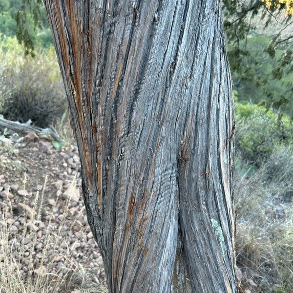 Drooping juniper (Juniperus flaccida)