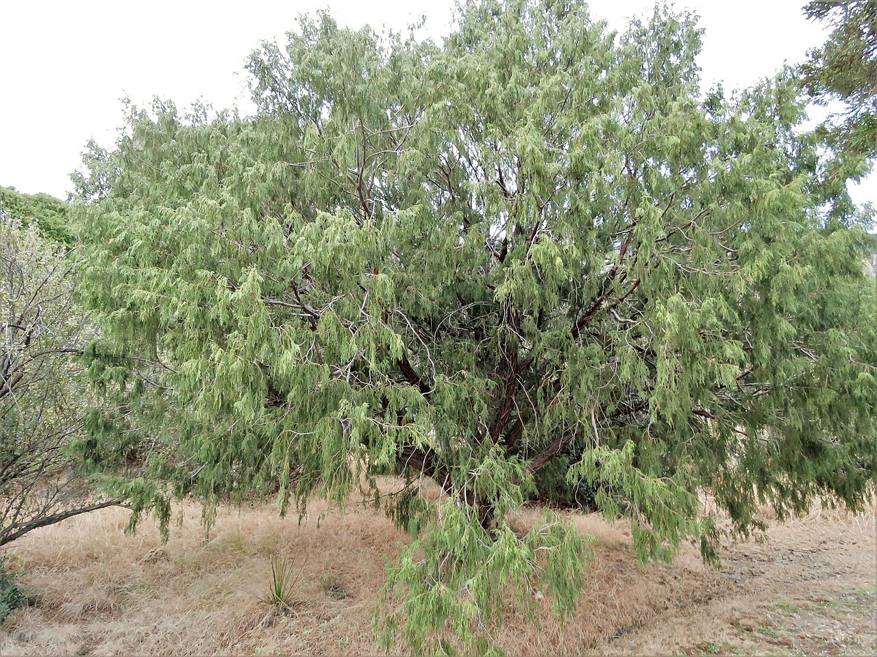 Drooping juniper: Juniperus flaccida , Big Bend National Park, Texas