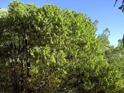 Drooping juniper: Mexican Weeping Juniper , Big Bend National Park, Texas