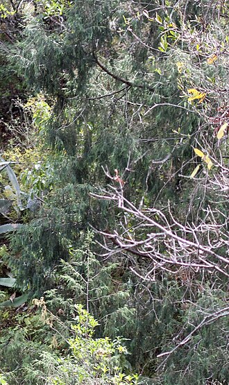 Drooping juniper: Juniperus flaccida in forest habitat in the Sierra Madre Oriental near Ciudad Victoria, Tamaulipas, Mexico.