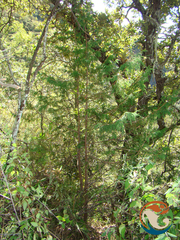 Drooping juniper (Juniperus flaccida)