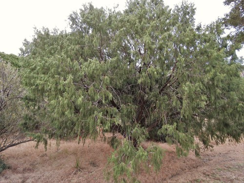 Drooping juniper (Juniperus flaccida)