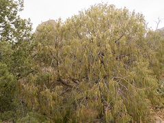 Drooping juniper (Juniperus flaccida)