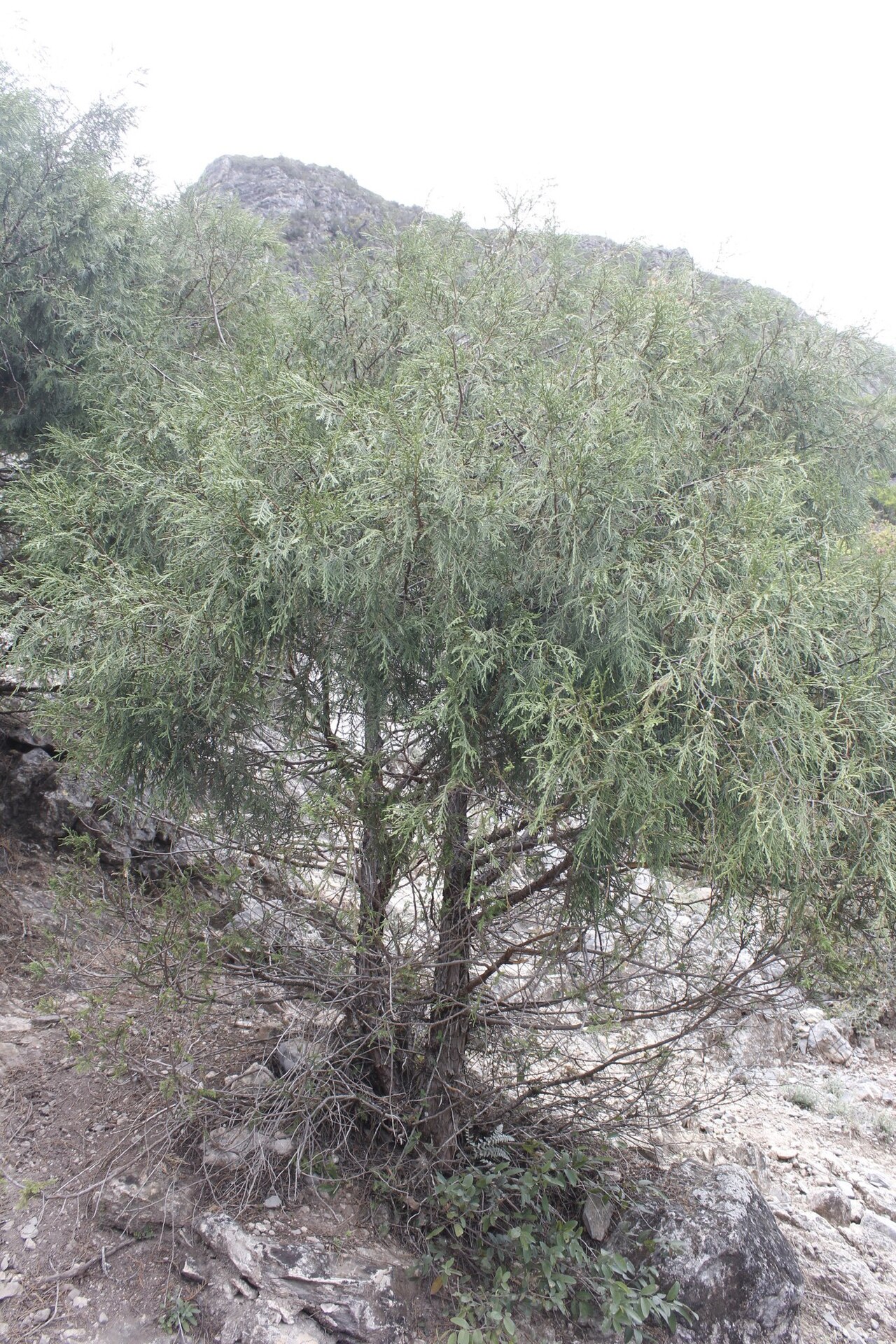 Drooping juniper: Juniperus flaccida flaccida. Subspecies of plant.