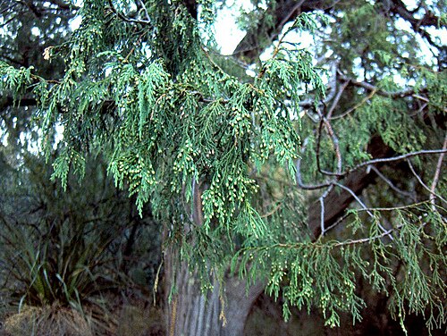 Drooping juniper: Mexican Weeping Juniper , Big Bend National Park, Texas