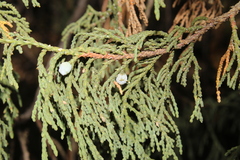 Drooping juniper (Juniperus flaccida)