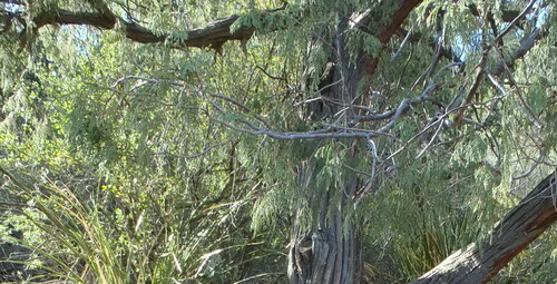 Drooping juniper (Juniperus flaccida)