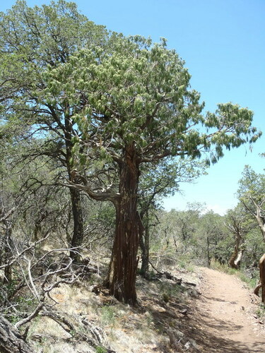 Drooping juniper (Juniperus flaccida)
