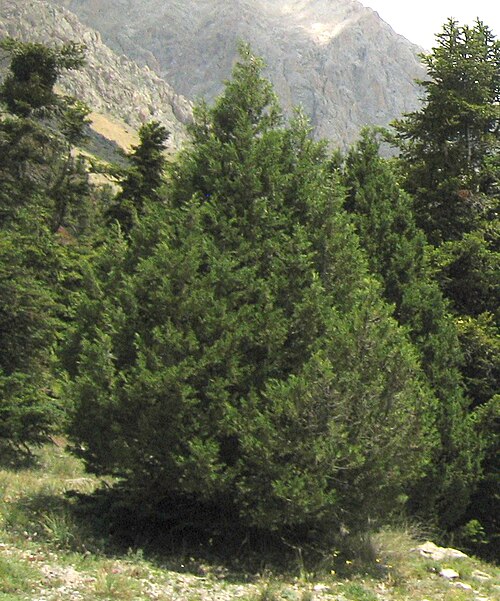 Stinking juniper: Juniperus foetidissima , Aladağlar Mountains, Turkey