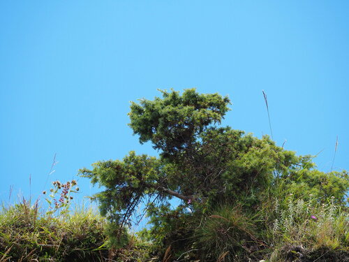 Formosan juniper (Juniperus formosana)