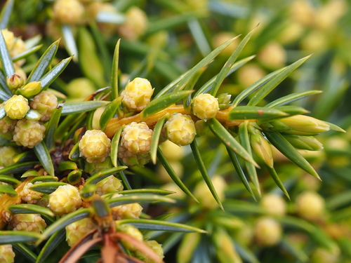 Formosan juniper (Juniperus formosana)