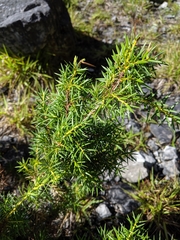 Formosan juniper (Juniperus formosana)