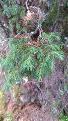 Formosan juniper (Juniperus formosana)