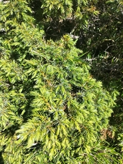 Formosan juniper (Juniperus formosana)