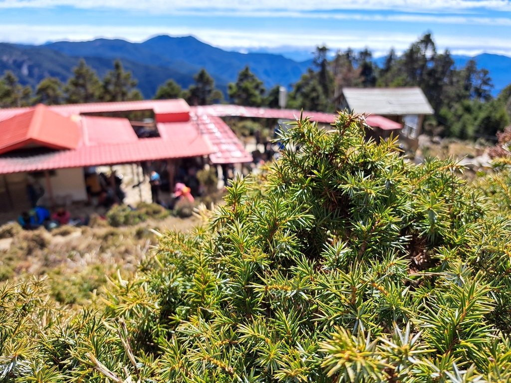 Formosan juniper (Juniperus formosana)