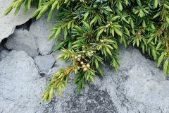 Formosan juniper (Juniperus formosana)