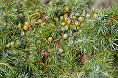 Formosan juniper (Juniperus formosana)