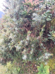Formosan juniper (Juniperus formosana)