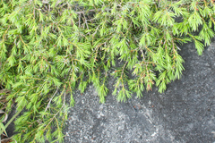 Formosan juniper (Juniperus formosana)