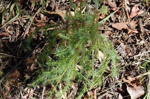 Gambo juniper (Juniperus gamboana)