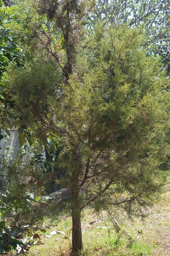 Gambo juniper (Juniperus gamboana)