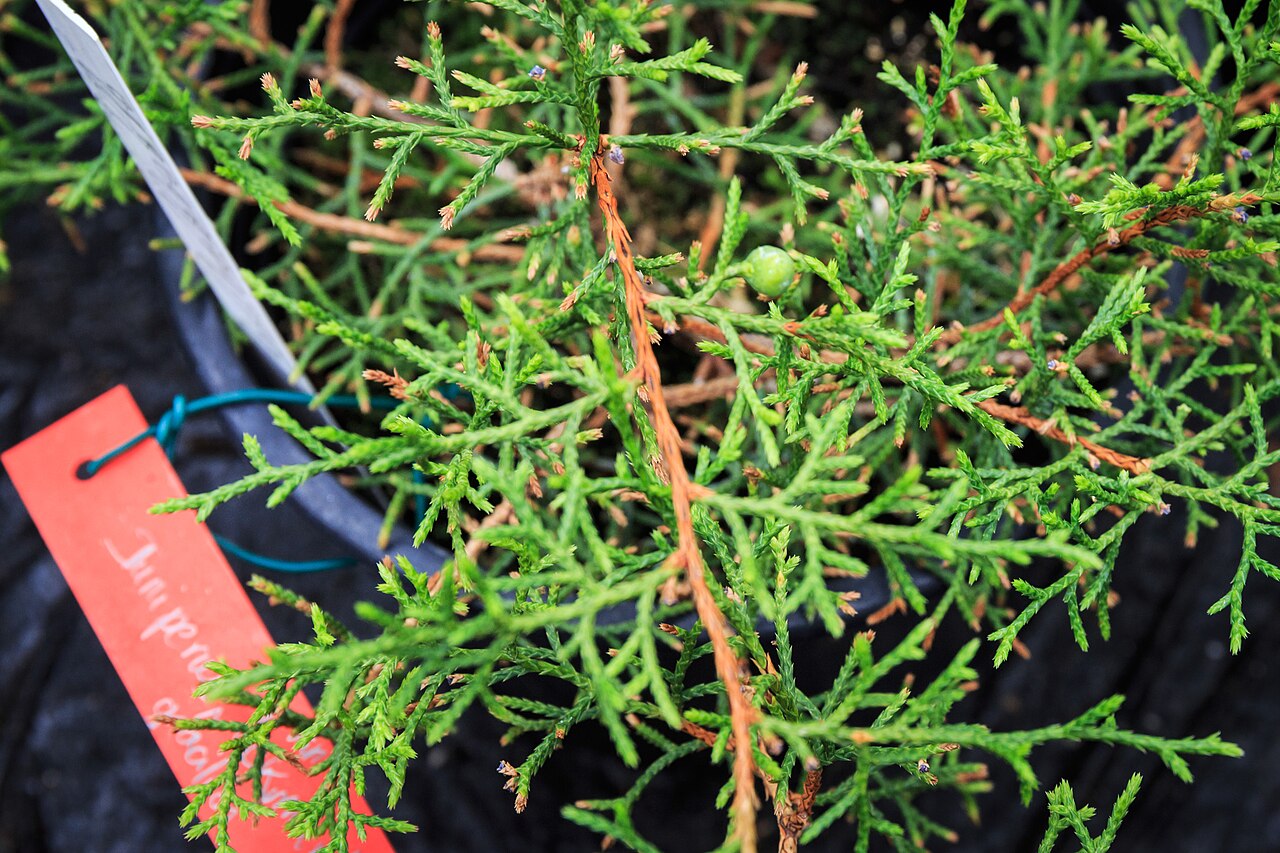 Juniperus gracilior: Genévrier d'Ekman (Juniperus gracilior var.ekmanii) Botanical Conservatory of Brest Native name Conservatoire botanique national de Brest Location Brest , Franc