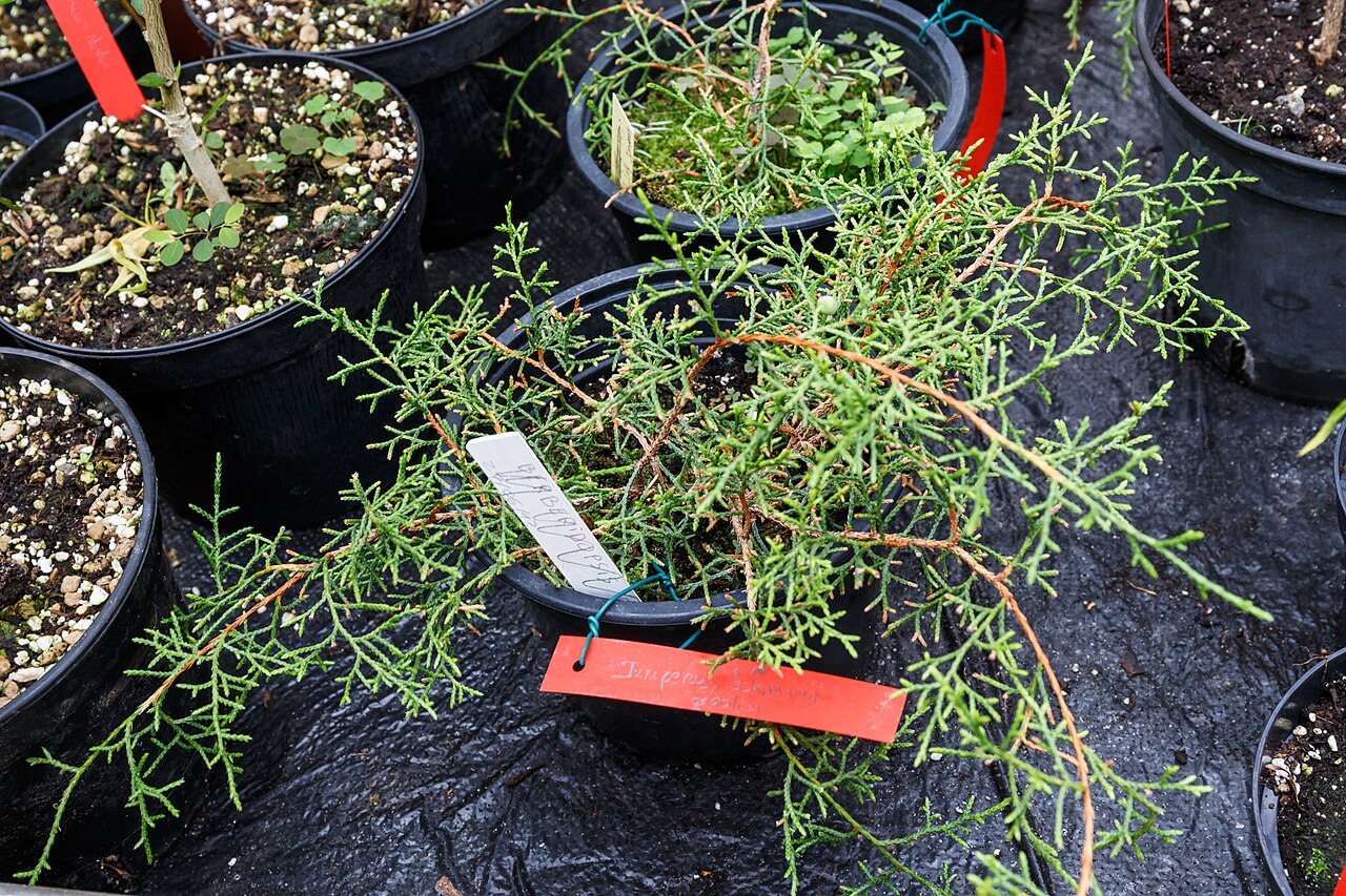 Juniperus gracilior: Genévrier d'Ekman (Juniperus gracilior var.ekmanii) Botanical Conservatory of Brest Native name Conservatoire botanique national de Brest Location Brest , Franc