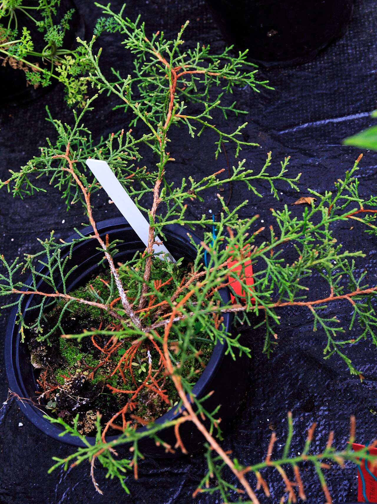 Juniperus gracilior: Genévrier d'Ekman (Juniperus gracilior var.ekmanii) Botanical Conservatory of Brest Native name Conservatoire botanique national de Brest Location Brest , Franc