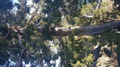 Western juniper (Juniperus grandis)