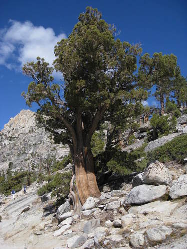 Western juniper (Juniperus grandis)