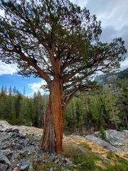 Western juniper (Juniperus grandis)