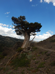 Western juniper (Juniperus grandis)