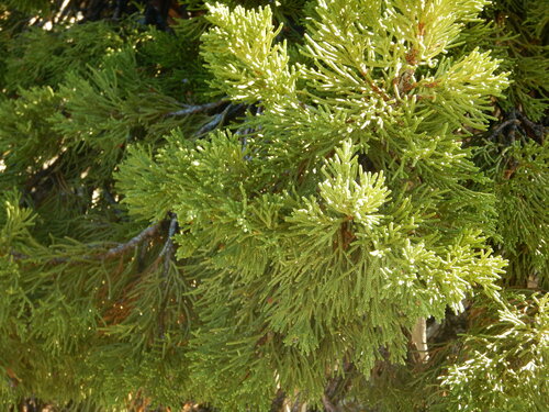 Western juniper (Juniperus grandis)