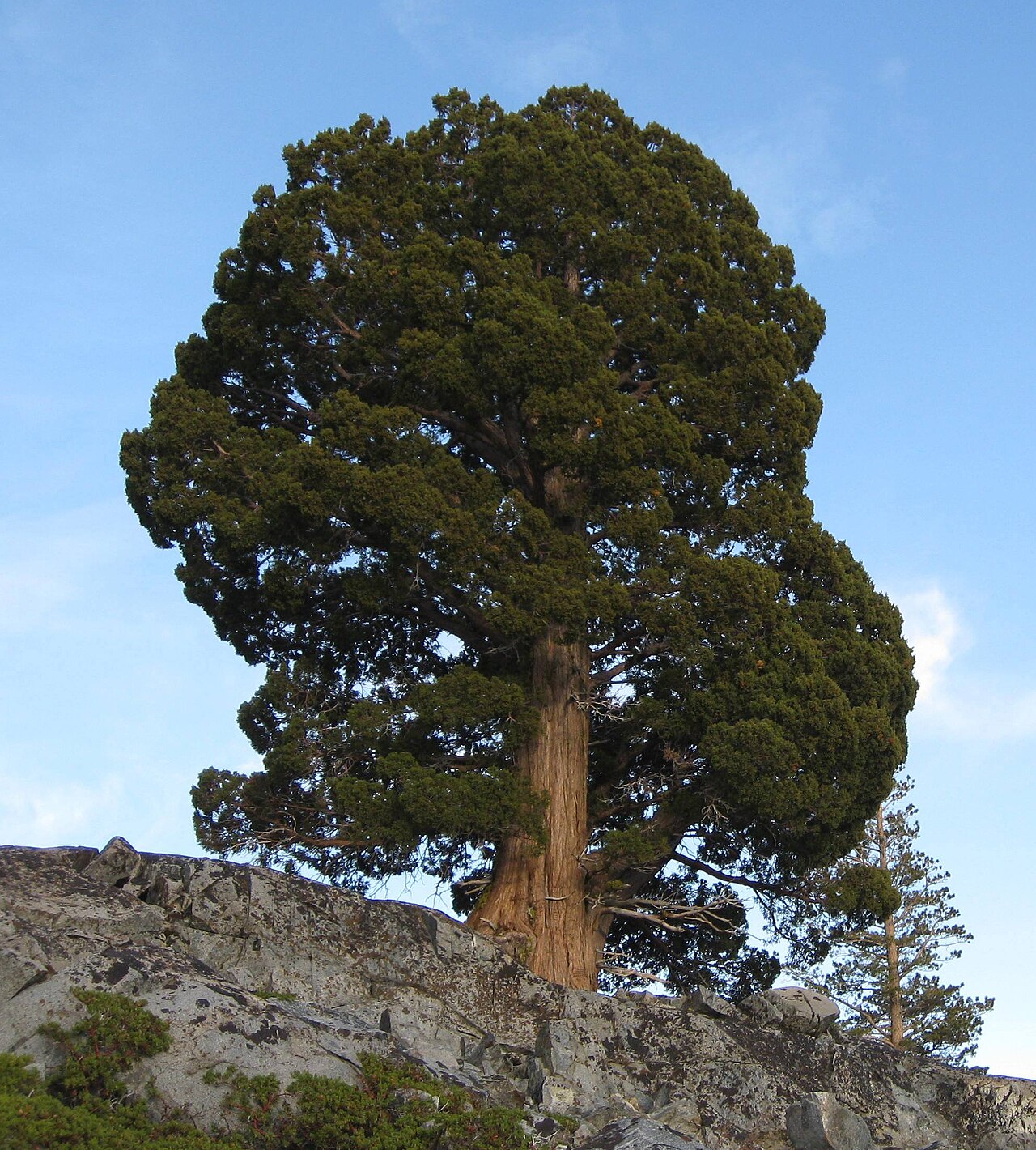 Western juniper: Juniperus occidentalis subsp. australis , below Lake Aloha, Tahoe Rim Trail, California.