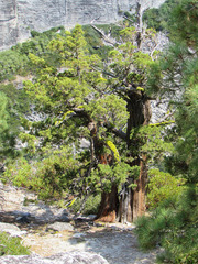 Western juniper (Juniperus grandis)