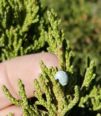 Western juniper (Juniperus grandis)