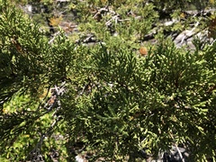 Western juniper (Juniperus grandis)