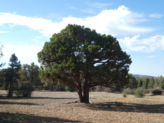 Western juniper (Juniperus grandis)