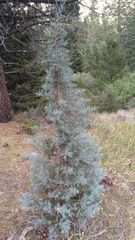 Western juniper (Juniperus grandis)
